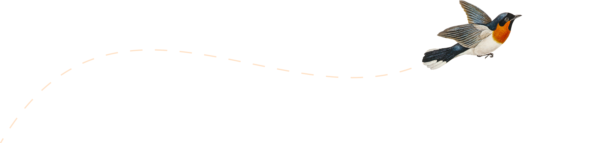 Illustration of a bird flying
